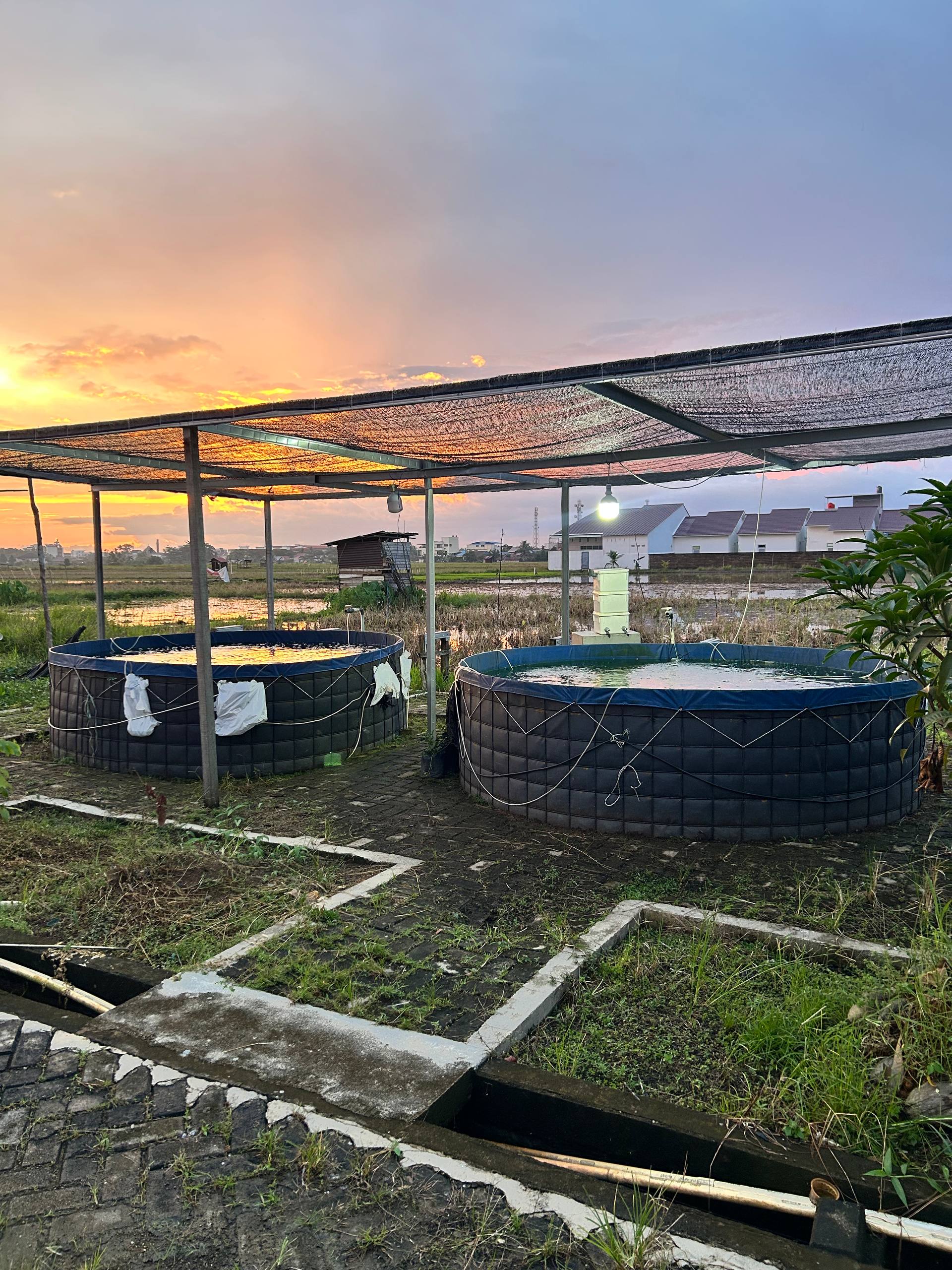 Yahya Edu Farm Ikan